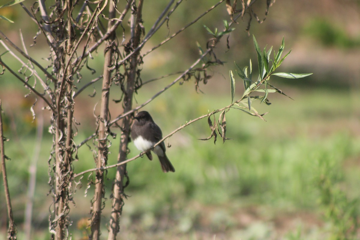 Black Phoebe - ML645033583