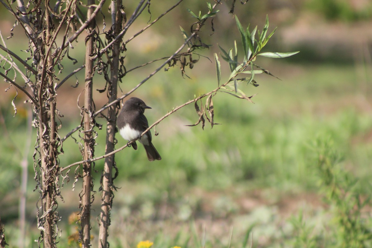 Black Phoebe - ML645033584