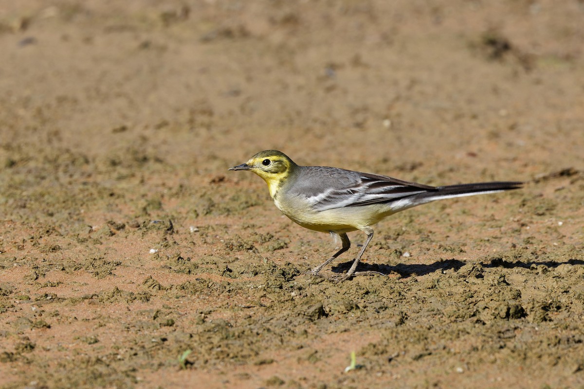 黃頭鶺鴒 - ML645033585
