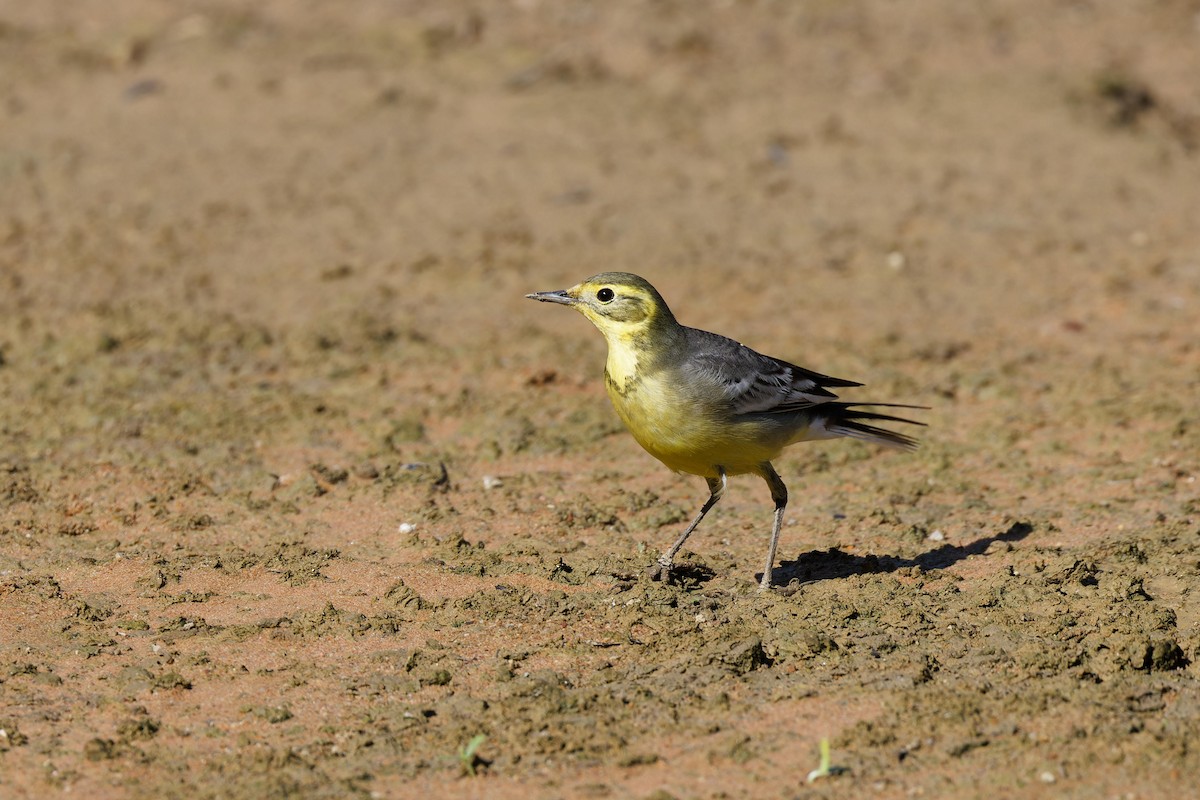 黃頭鶺鴒 - ML645033586