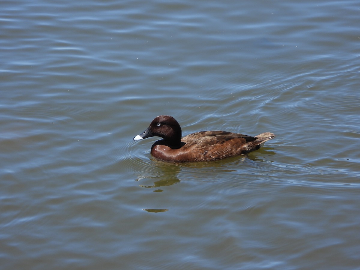 Hardhead - ML645033594