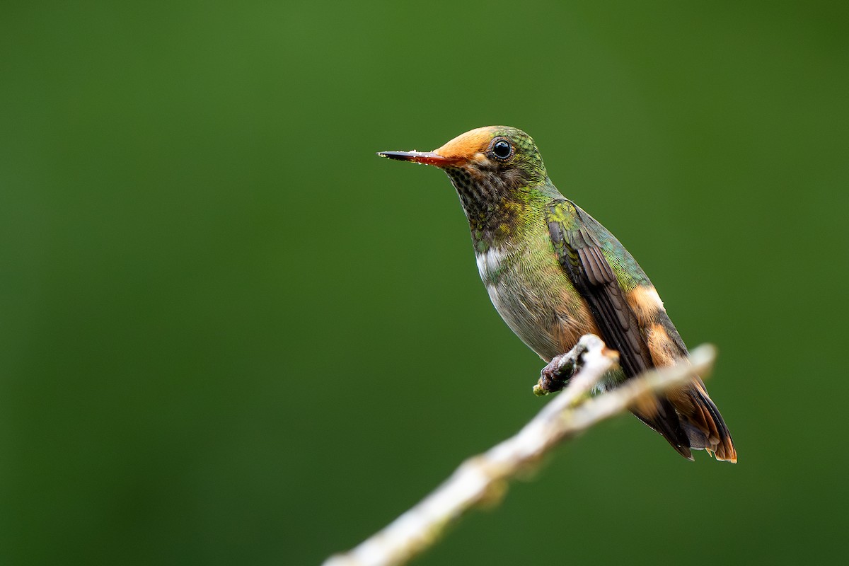 Kızıl Başlıklı Koket - ML645033615