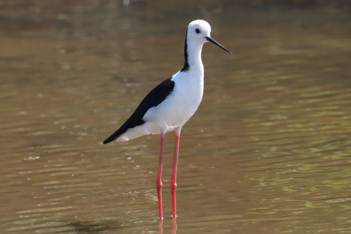 Pied Stilt - ML645033629