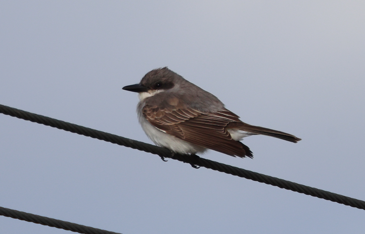 Gray Kingbird - ML645033633