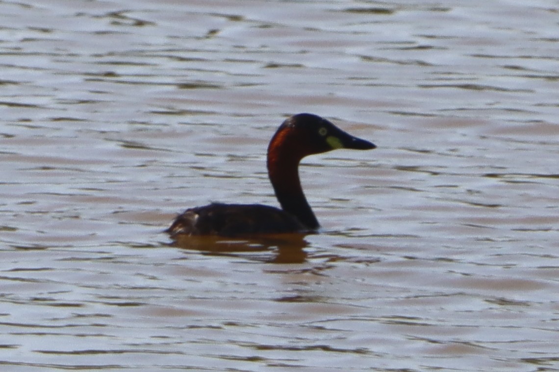 Хурган шунгуур - ML645033638