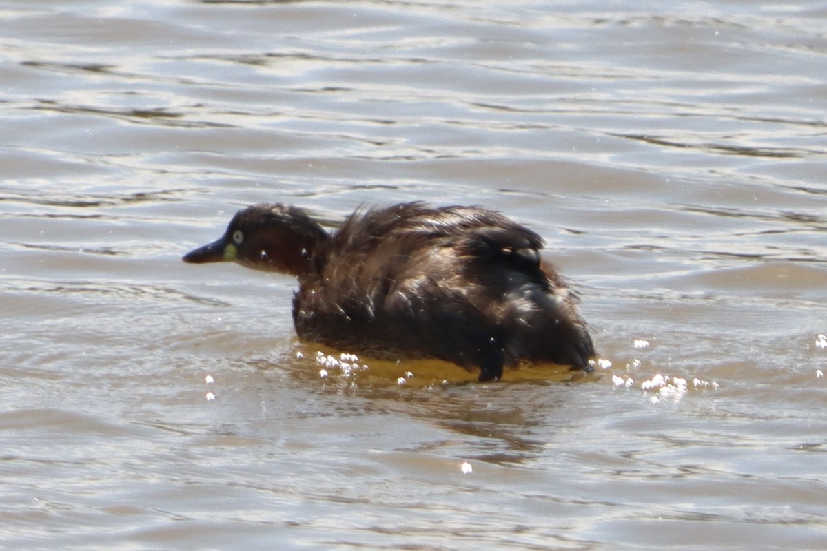 Хурган шунгуур - ML645033639