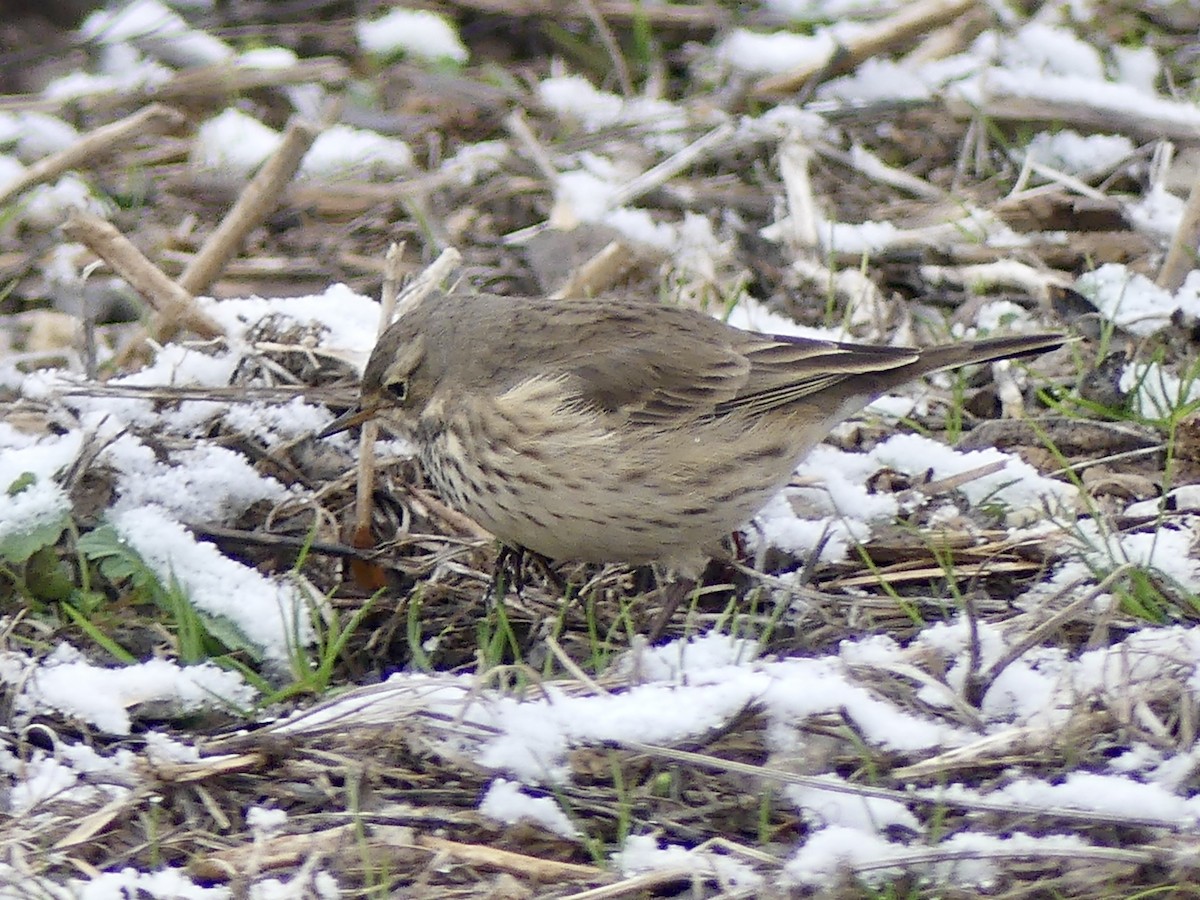 American Pipit - ML645033644