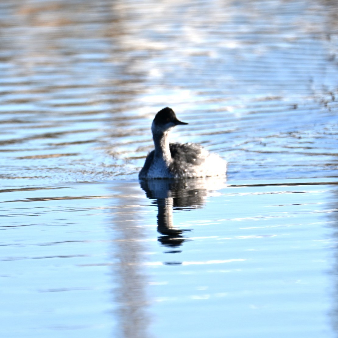 黑頸鸊鷉 - ML645033645
