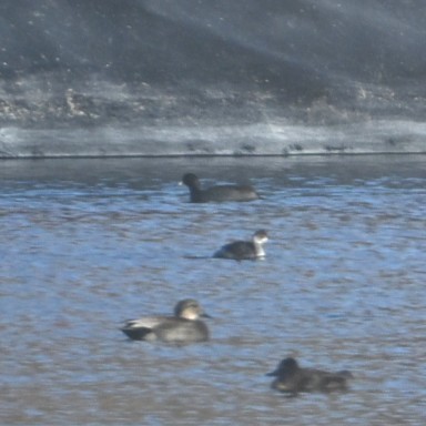 黑頸鸊鷉 - ML645033647