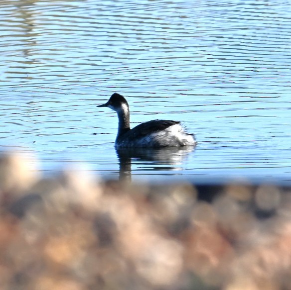 黑頸鸊鷉 - ML645033648