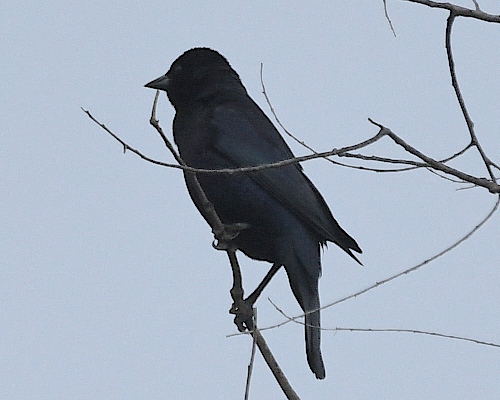 Austral Blackbird - ML645033653