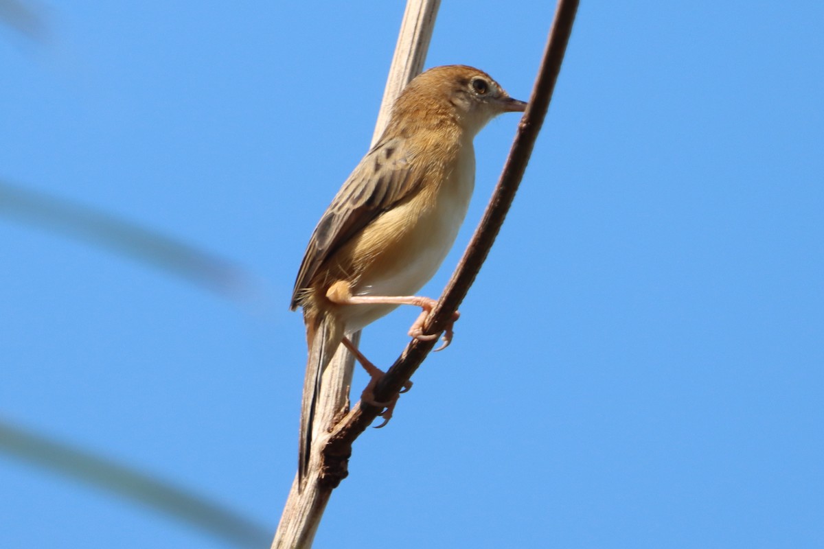 Golden-headed Cisticola - ML645033658