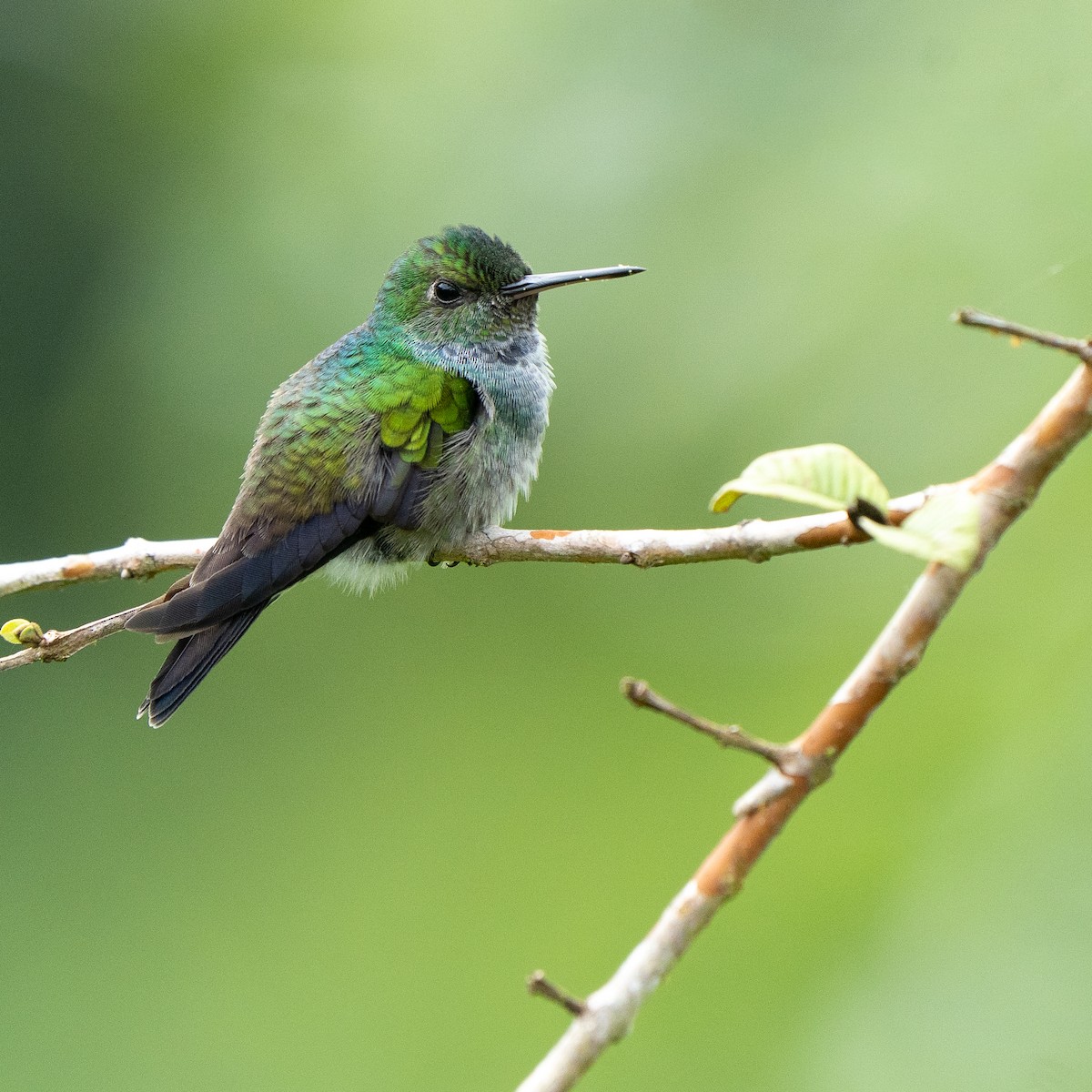 Blue-chested Hummingbird - ML645033661
