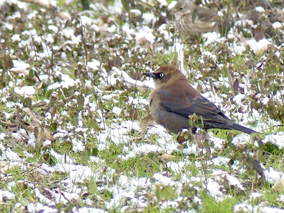 Rusty Blackbird - ML645033662