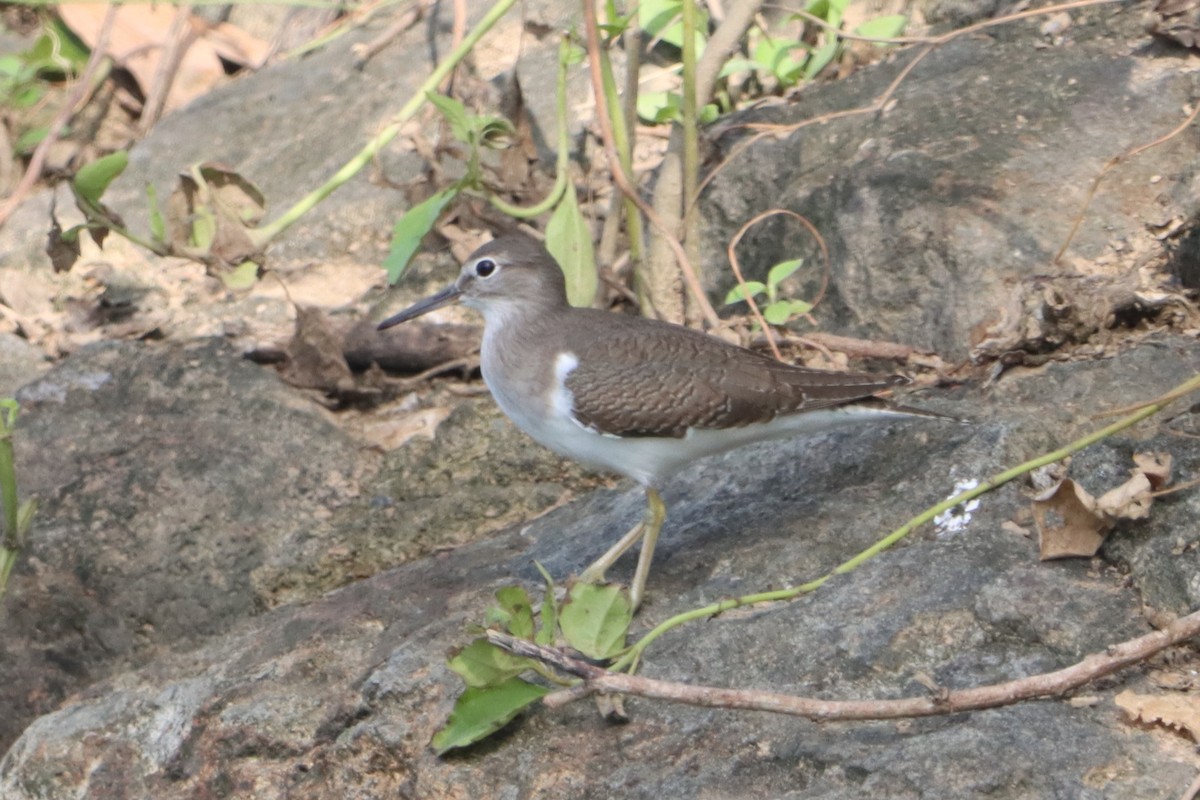 Хайргын хөгчүү - ML645033666