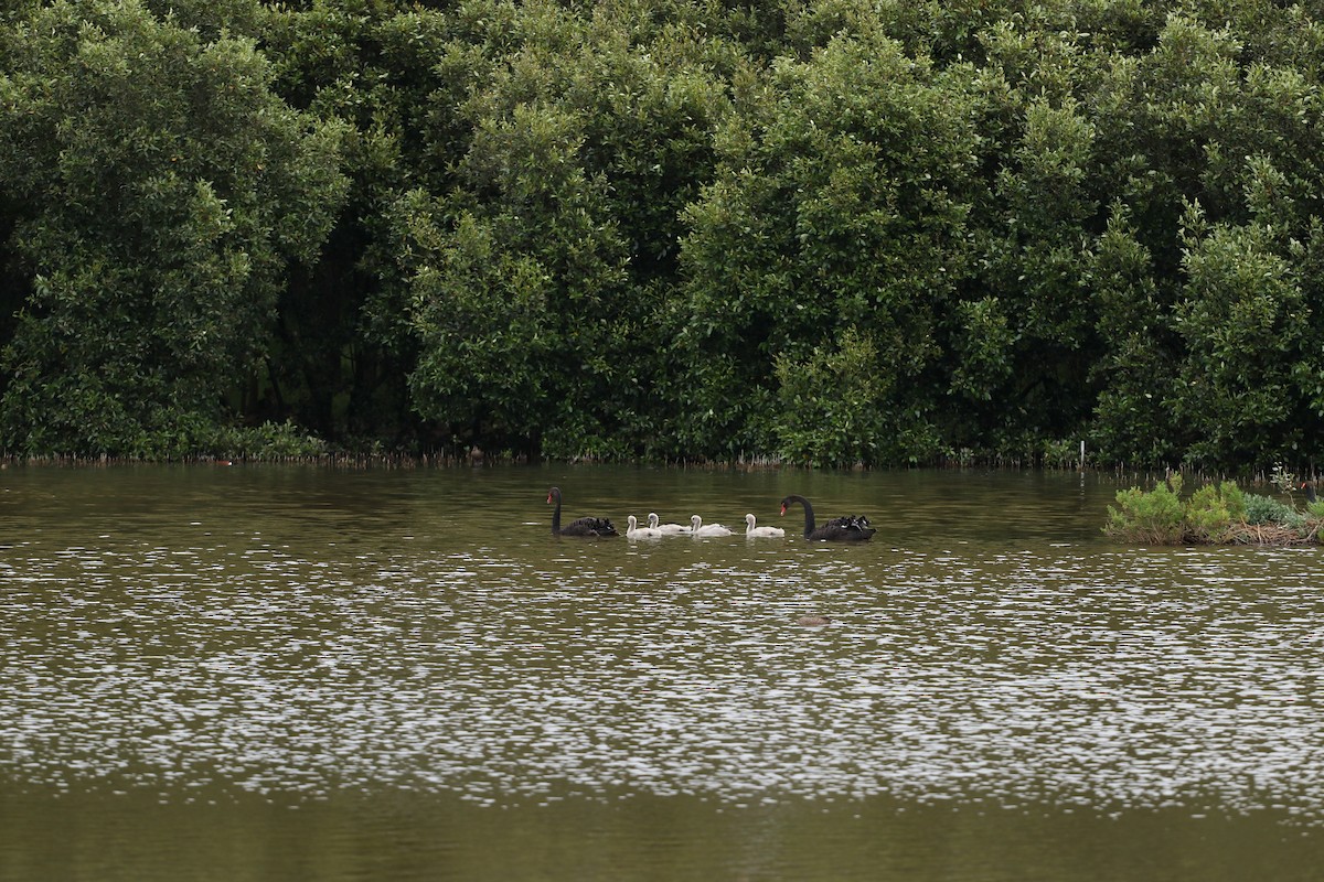 Black Swan - ML645033684