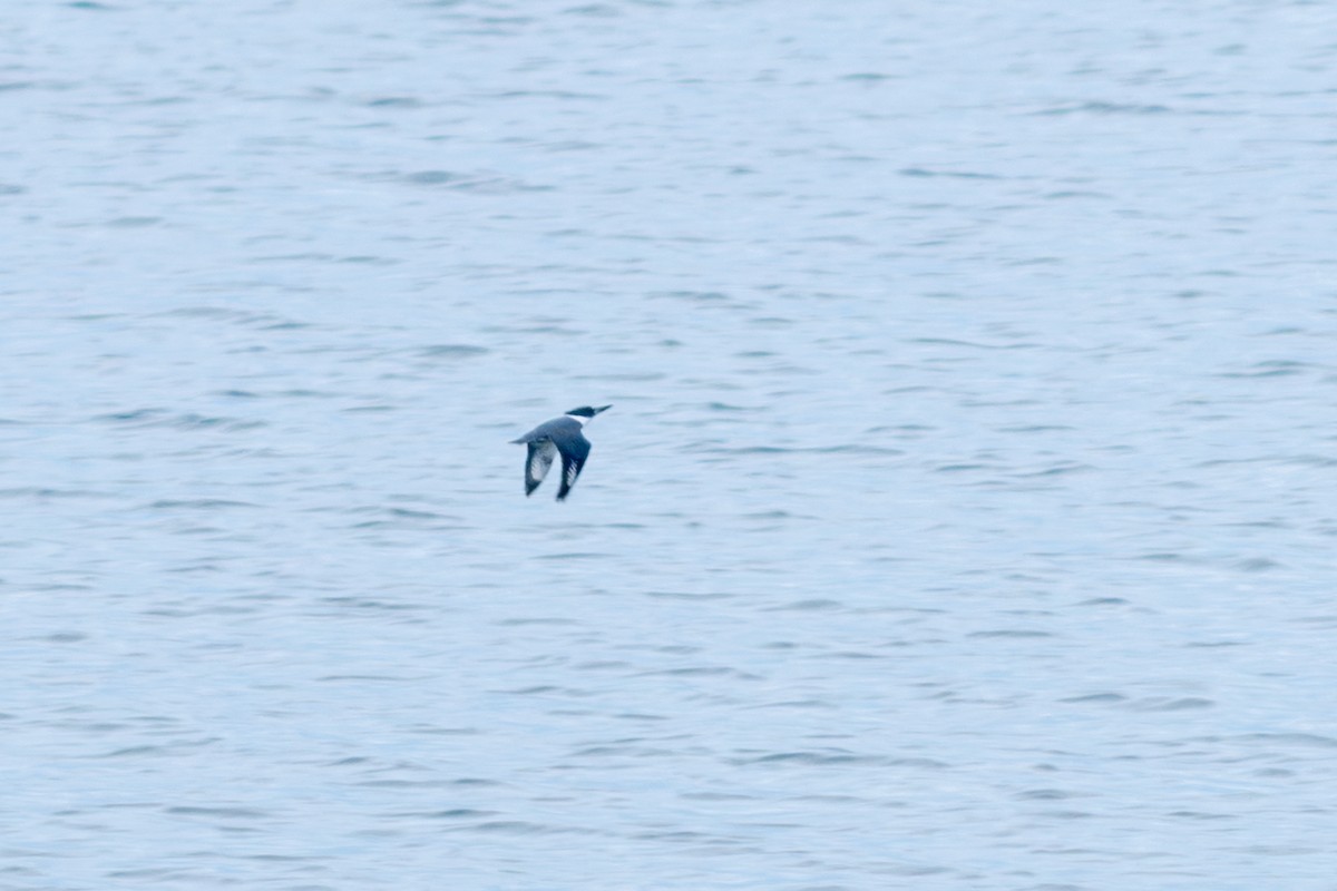 Martin handi iparramerikarra - ML645033739