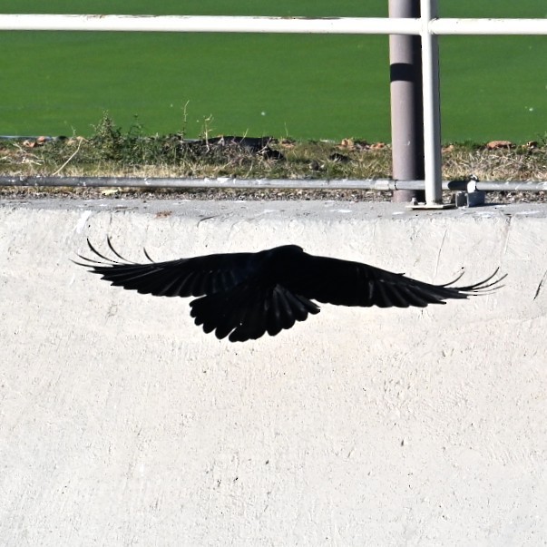 Cuervo Grande - ML645033765