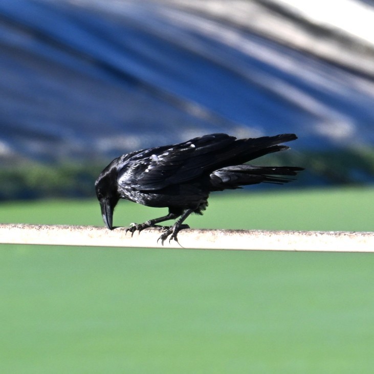 Cuervo Grande - ML645033773