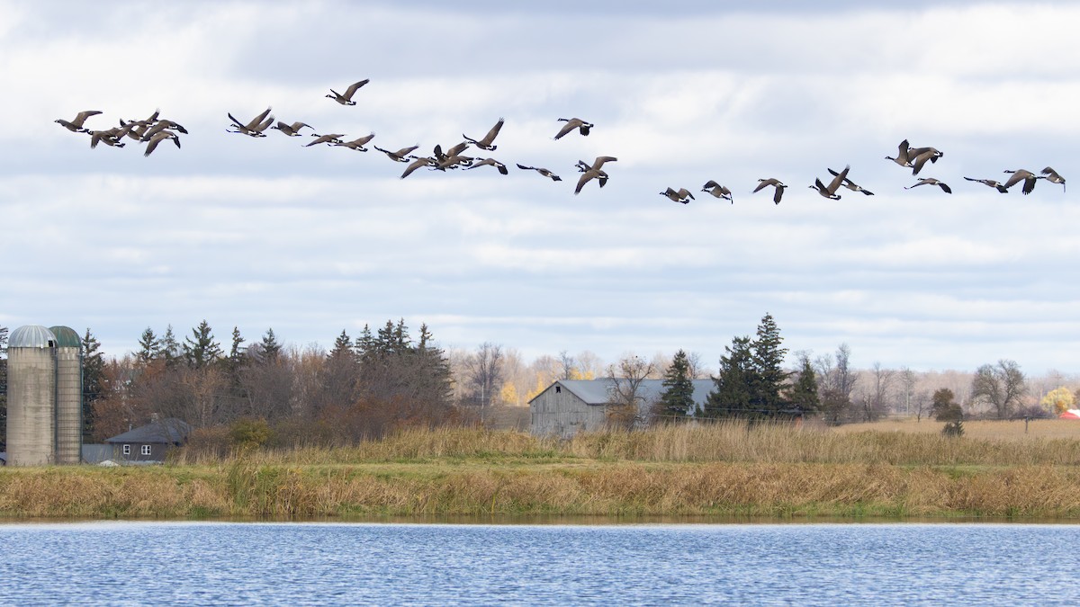 カナダガン - ML645033779