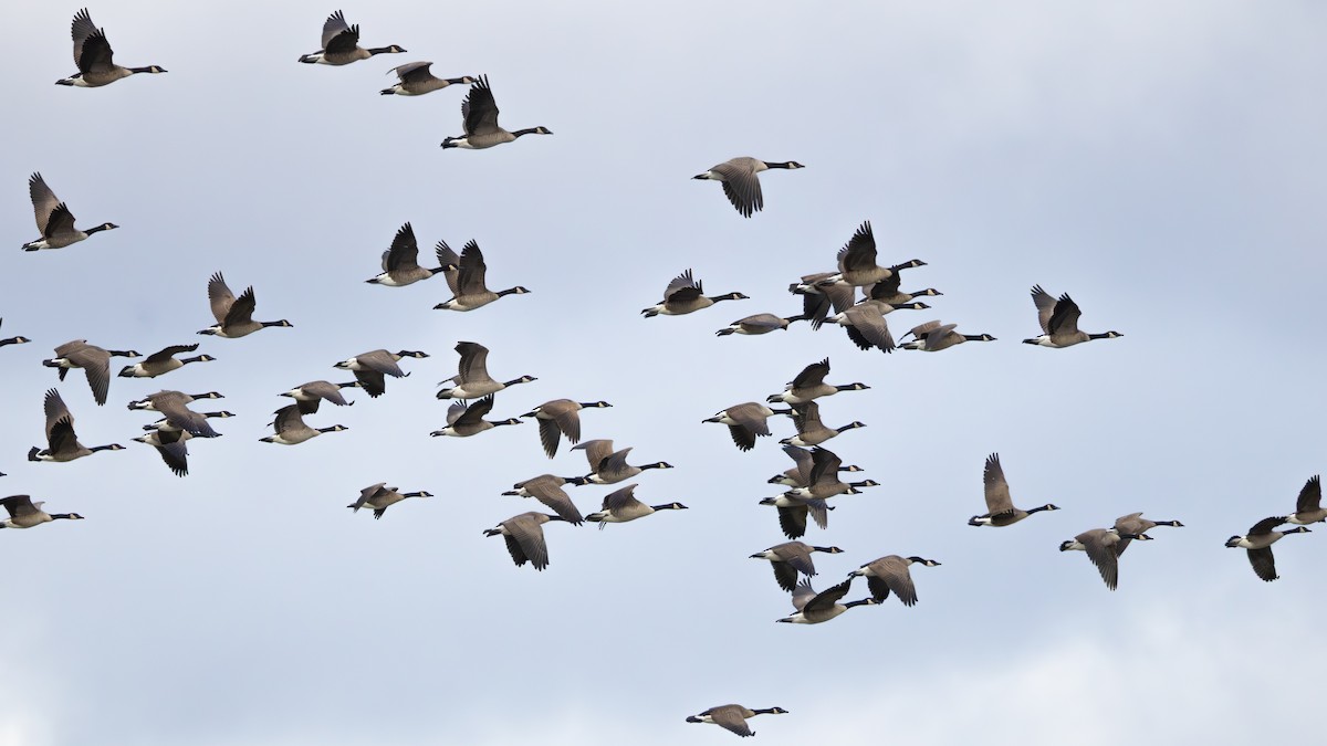 カナダガン - ML645033780