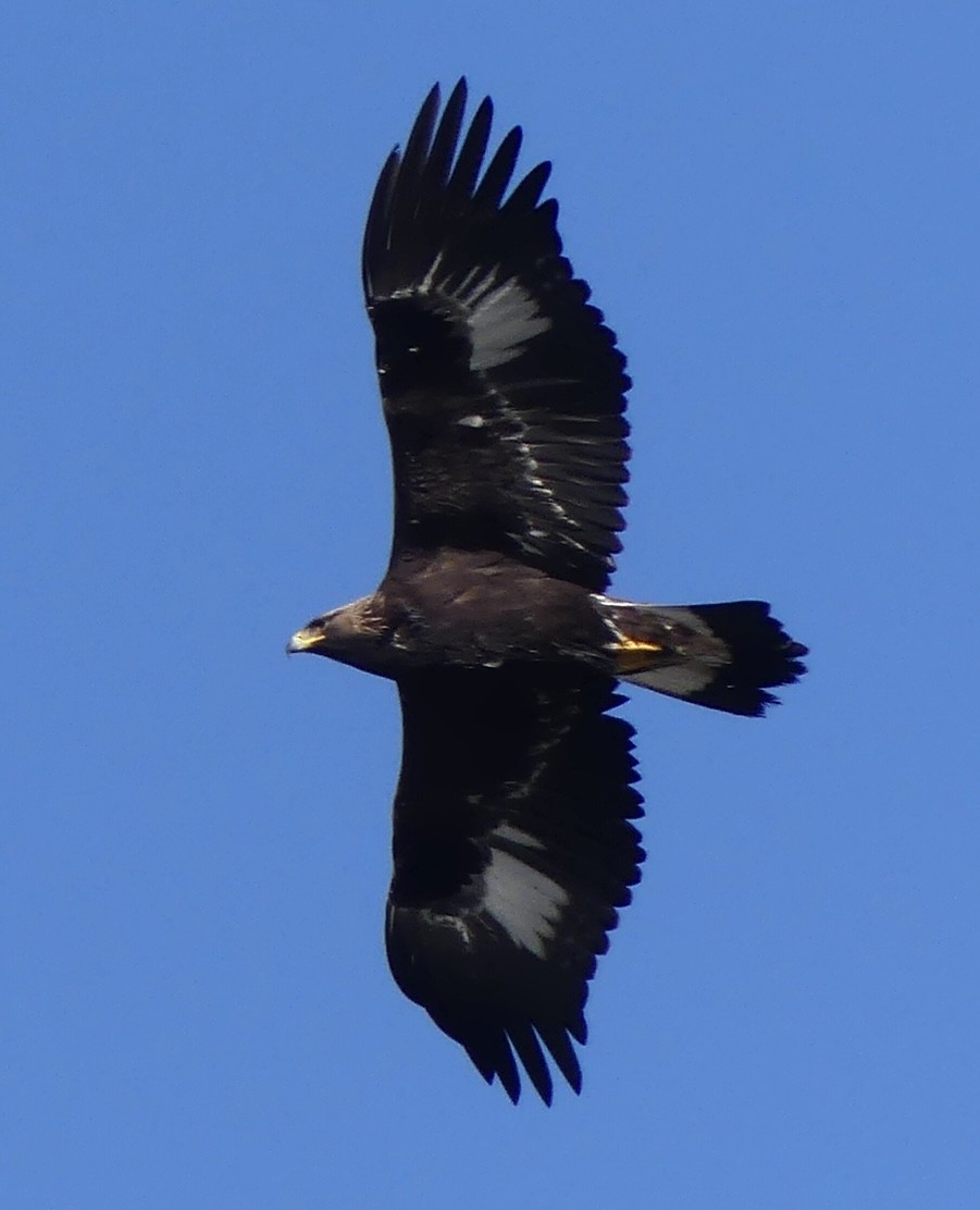 Golden Eagle - ML645033782