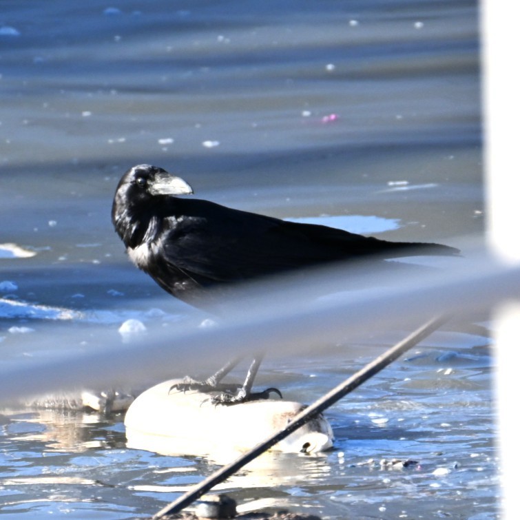 Cuervo Grande - ML645033783