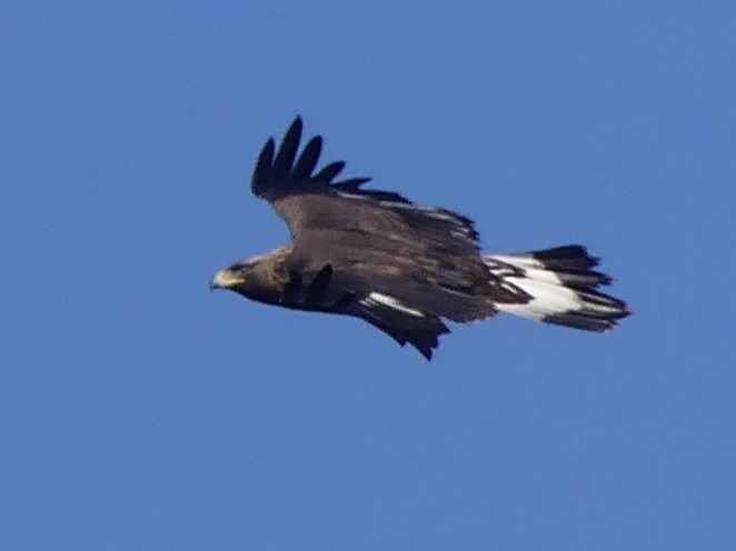 Golden Eagle - ML645033805