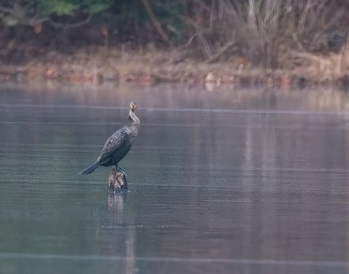 Double-crested Cormorant - ML645033811