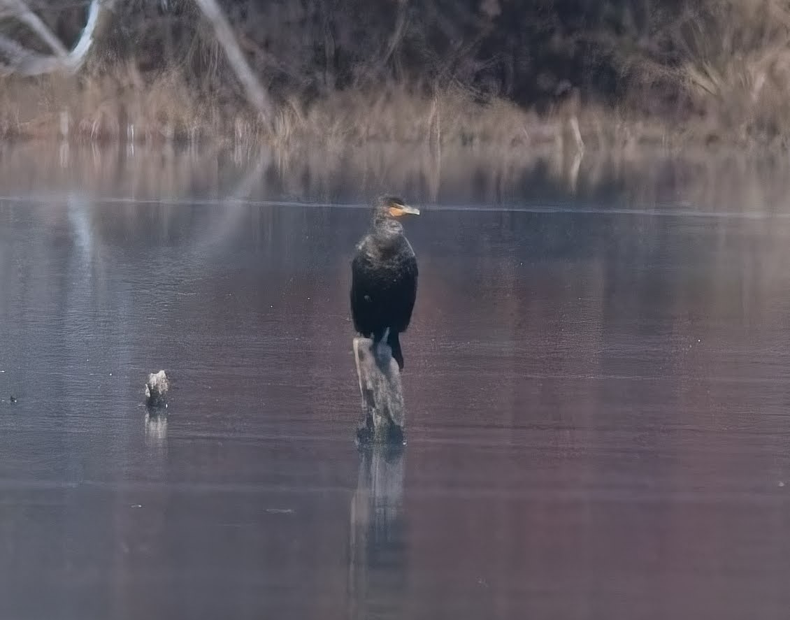 Double-crested Cormorant - ML645033812