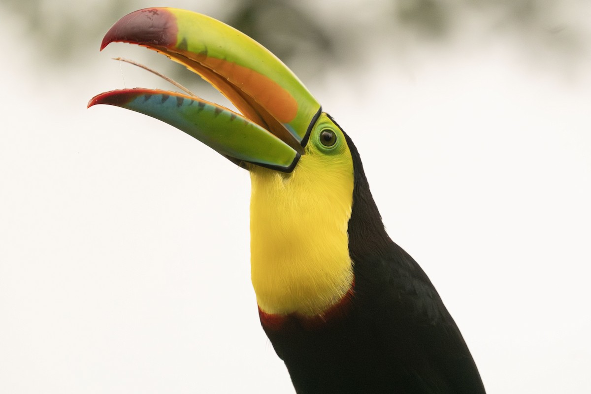 tukan středoamerický - ML645033818