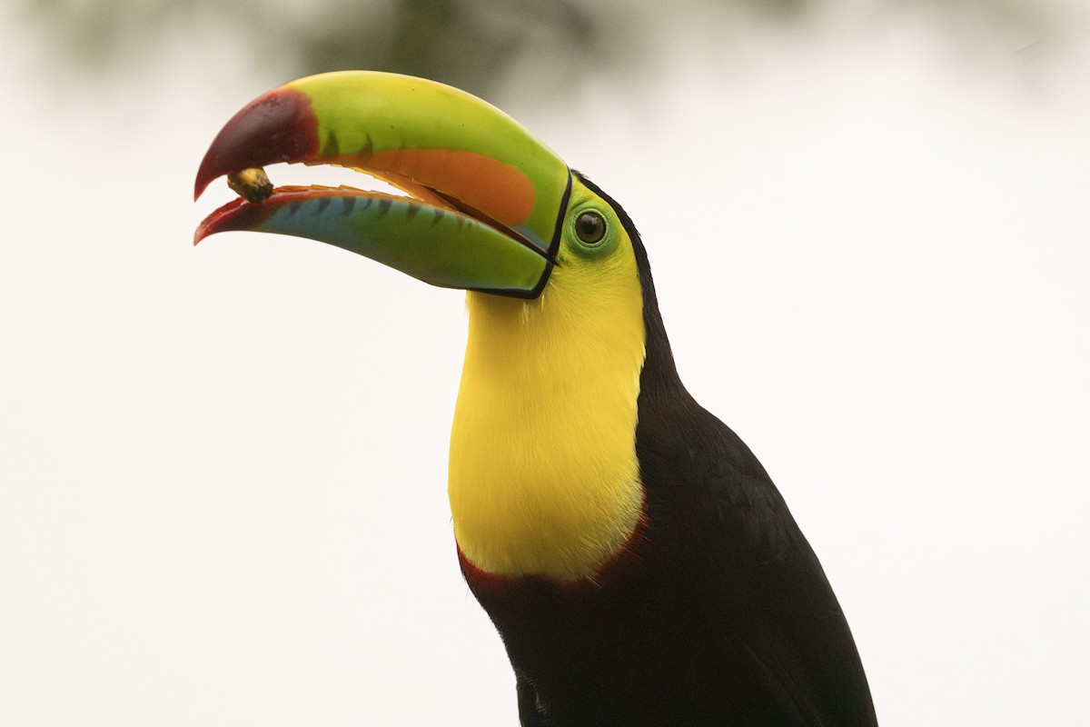 tukan středoamerický - ML645033819