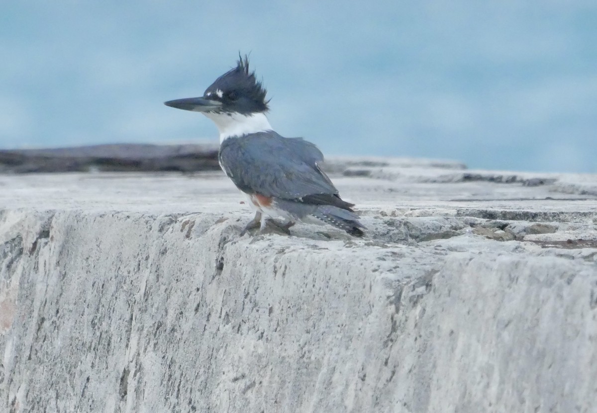 Martin handi iparramerikarra - ML645033842