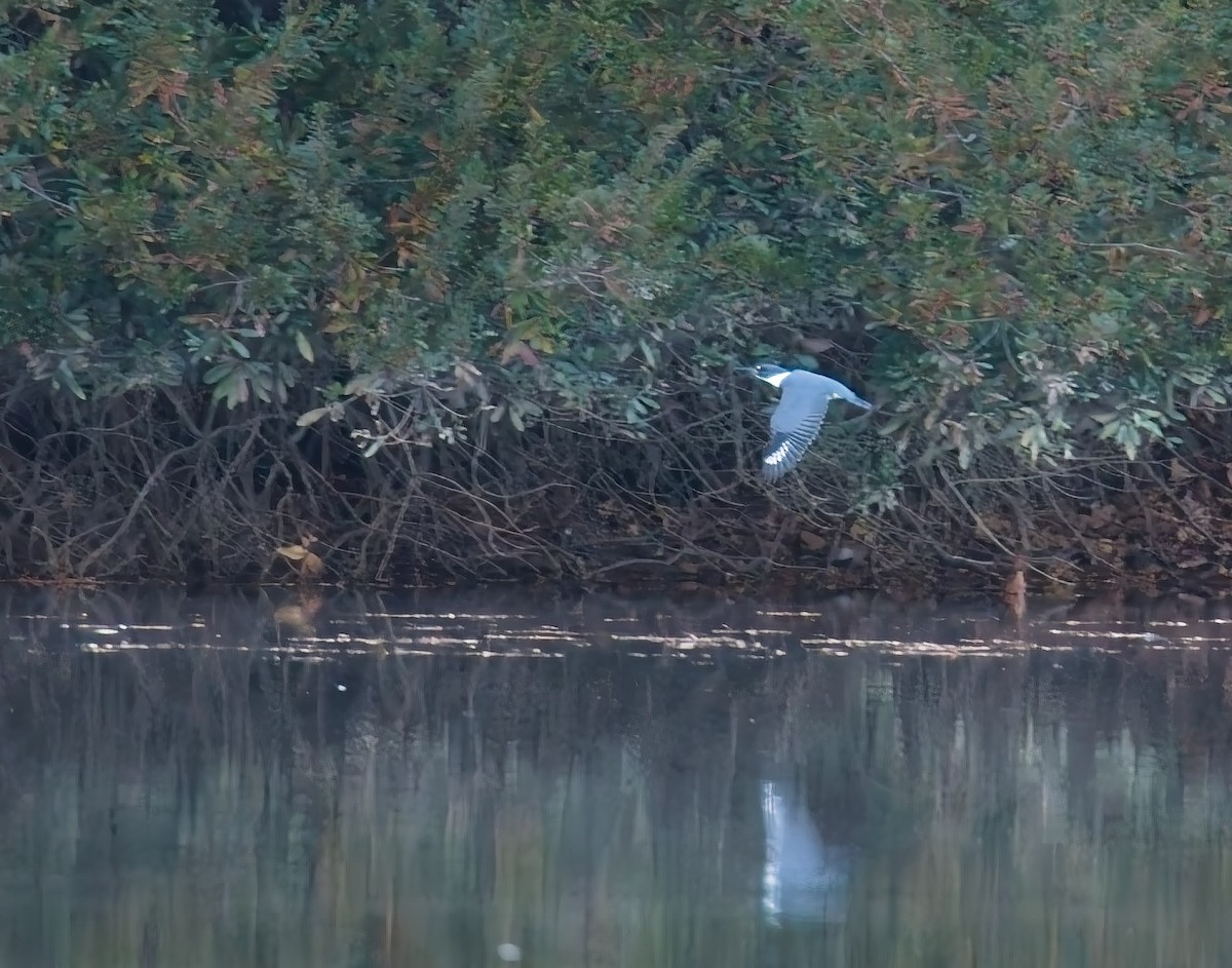 Belted Kingfisher - ML645033843