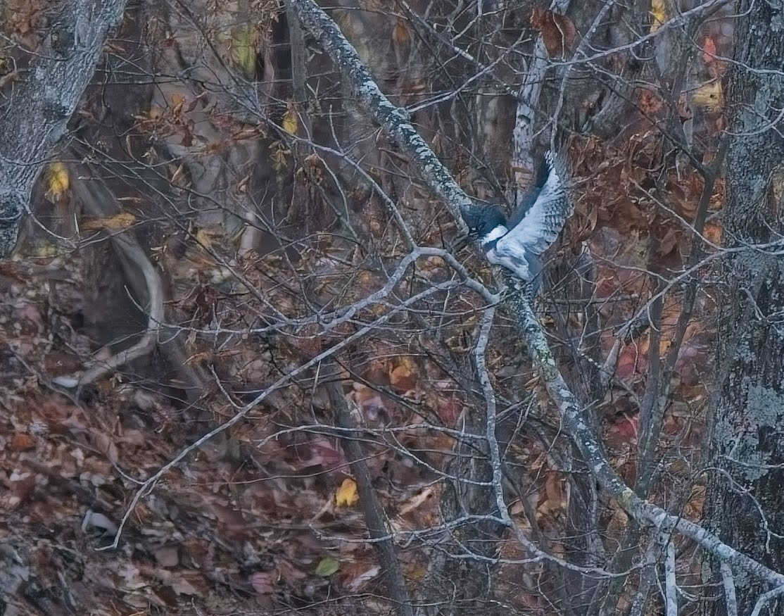 Belted Kingfisher - ML645033844