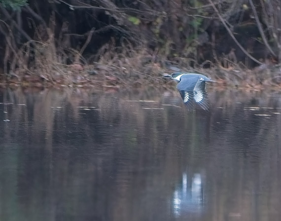 Belted Kingfisher - ML645033845
