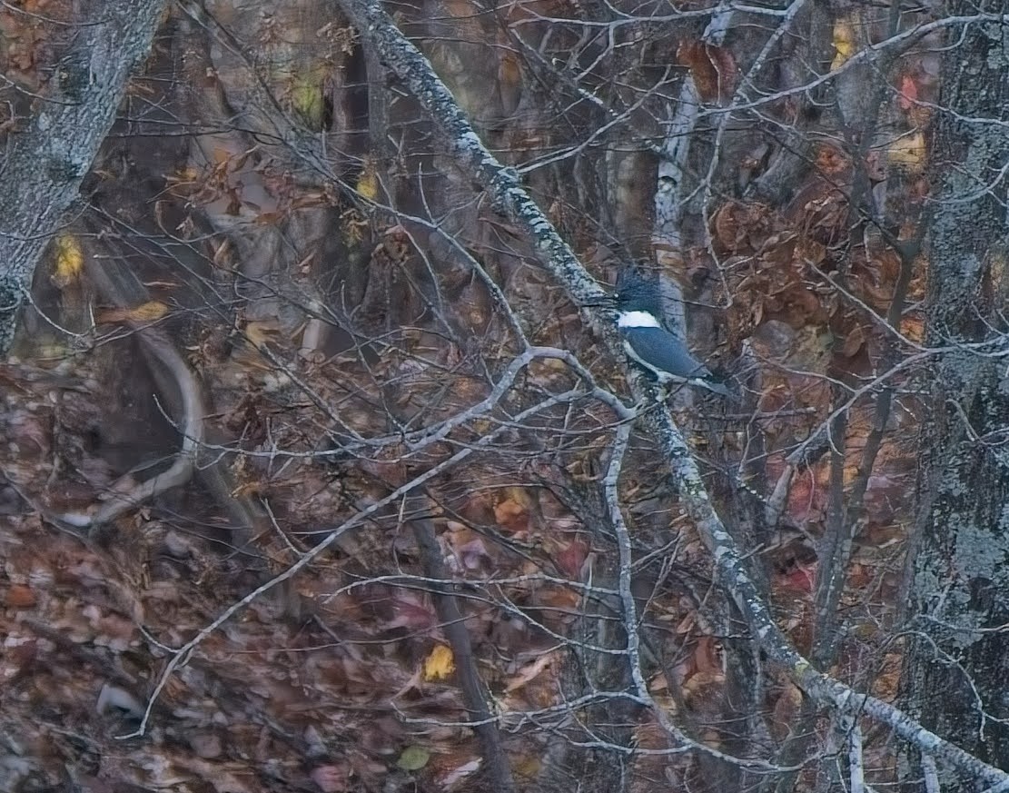 Belted Kingfisher - ML645033846