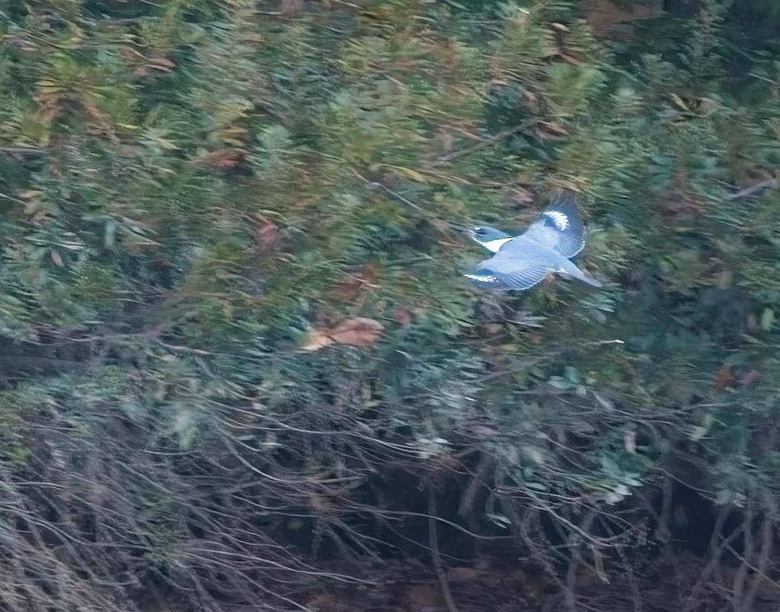 Belted Kingfisher - ML645033847