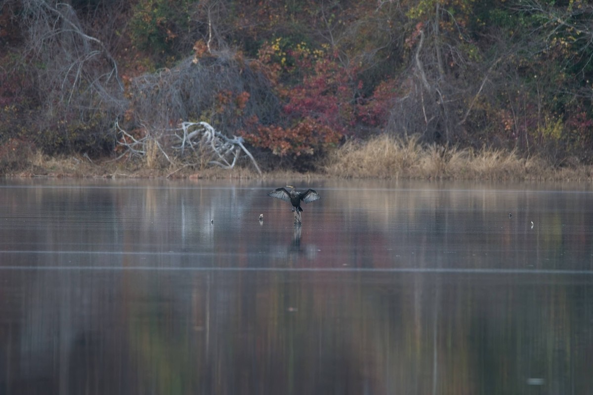 Belted Kingfisher - ML645033848
