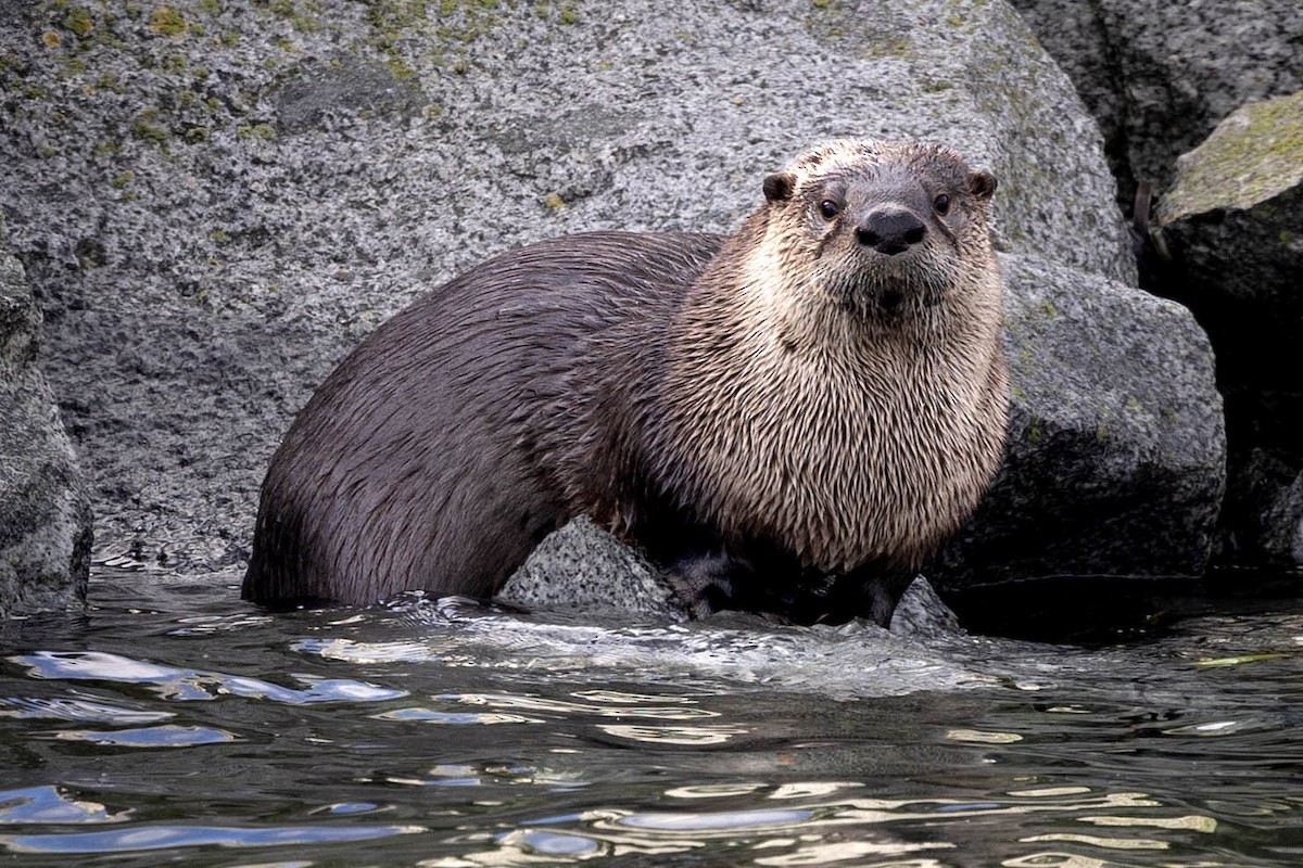 North American River Otter - ML645033855
