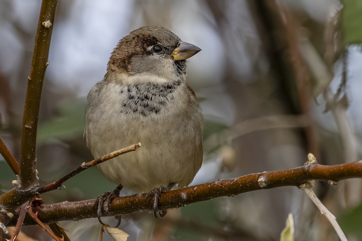 vrabec domácí - ML645033858