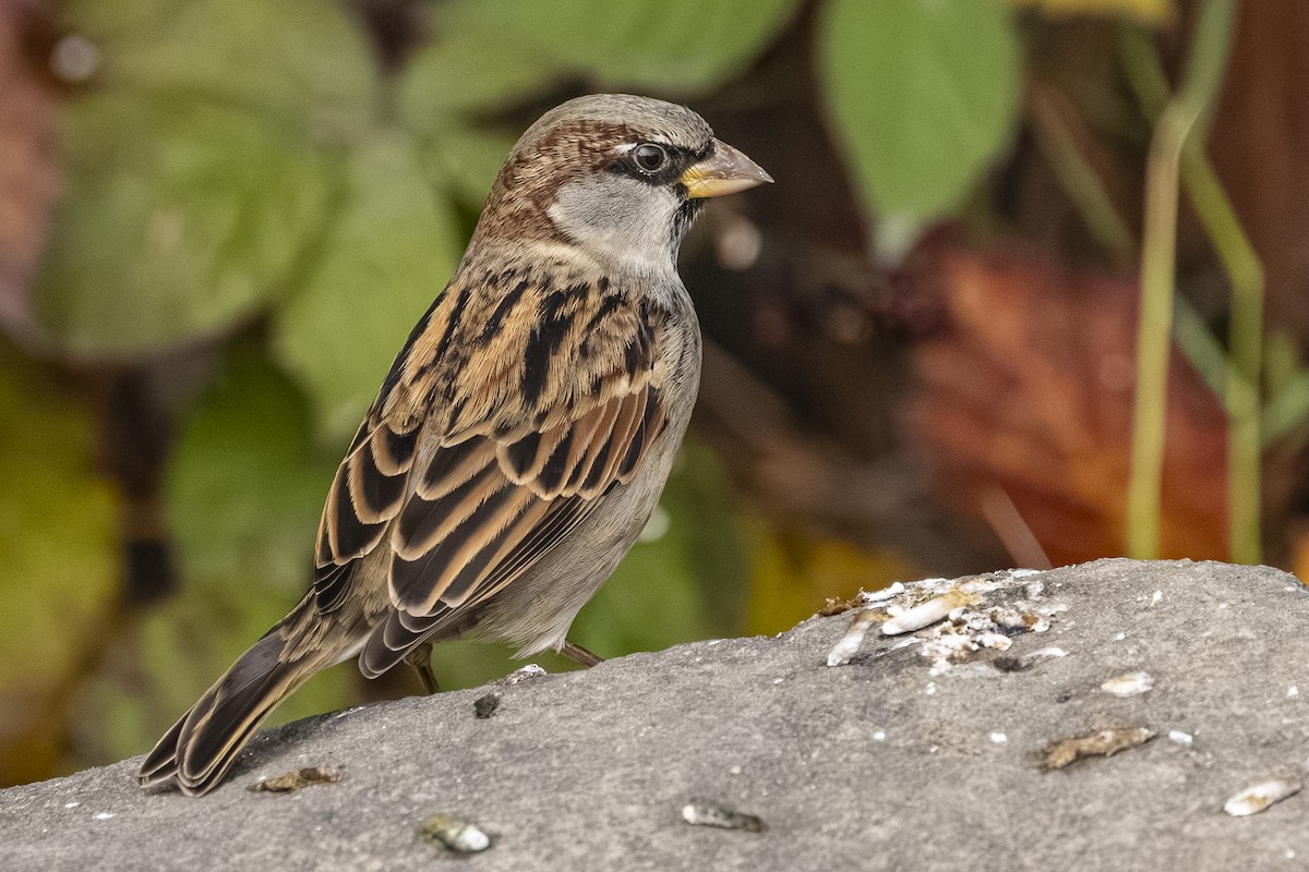 vrabec domácí - ML645033861