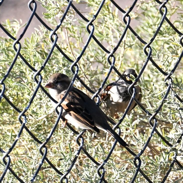 vrabec domácí - ML645033862