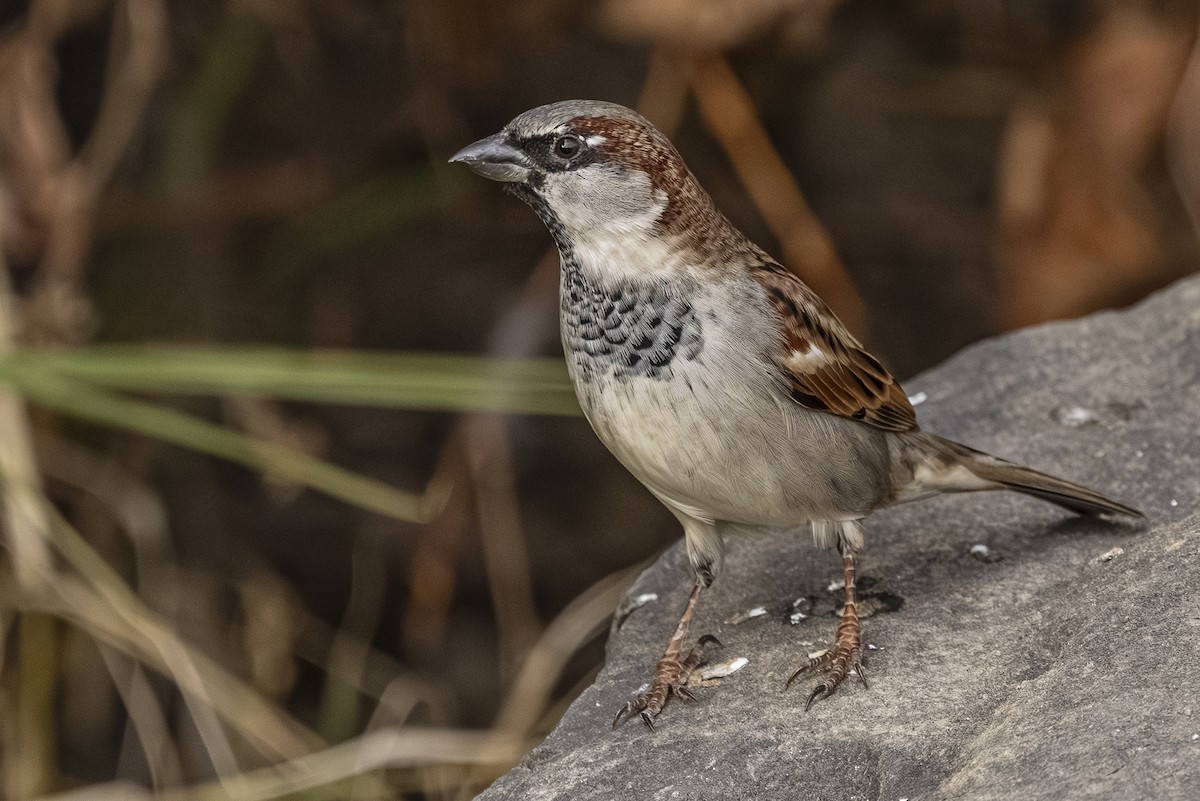 vrabec domácí - ML645033863