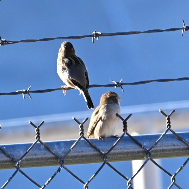 vrabec domácí - ML645033864