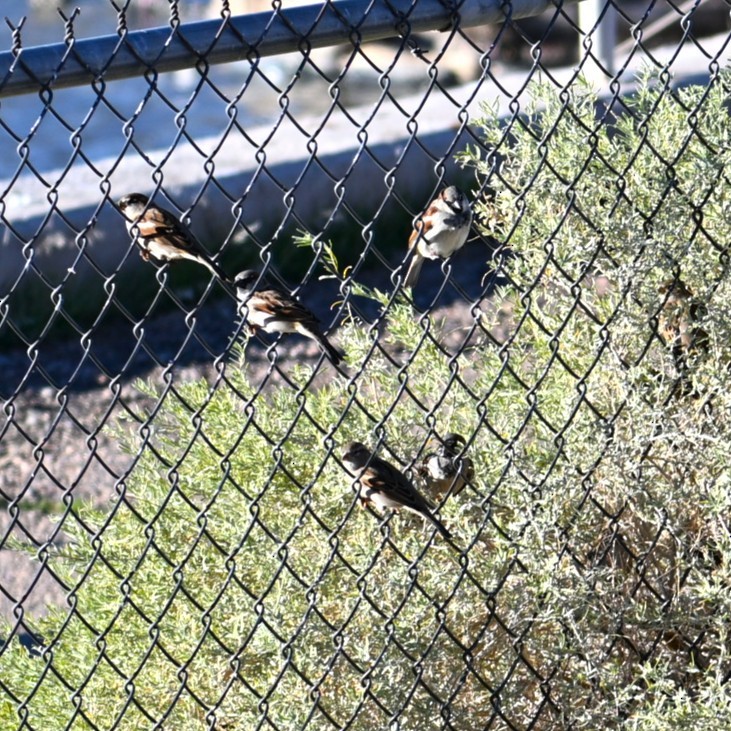 vrabec domácí - ML645033866