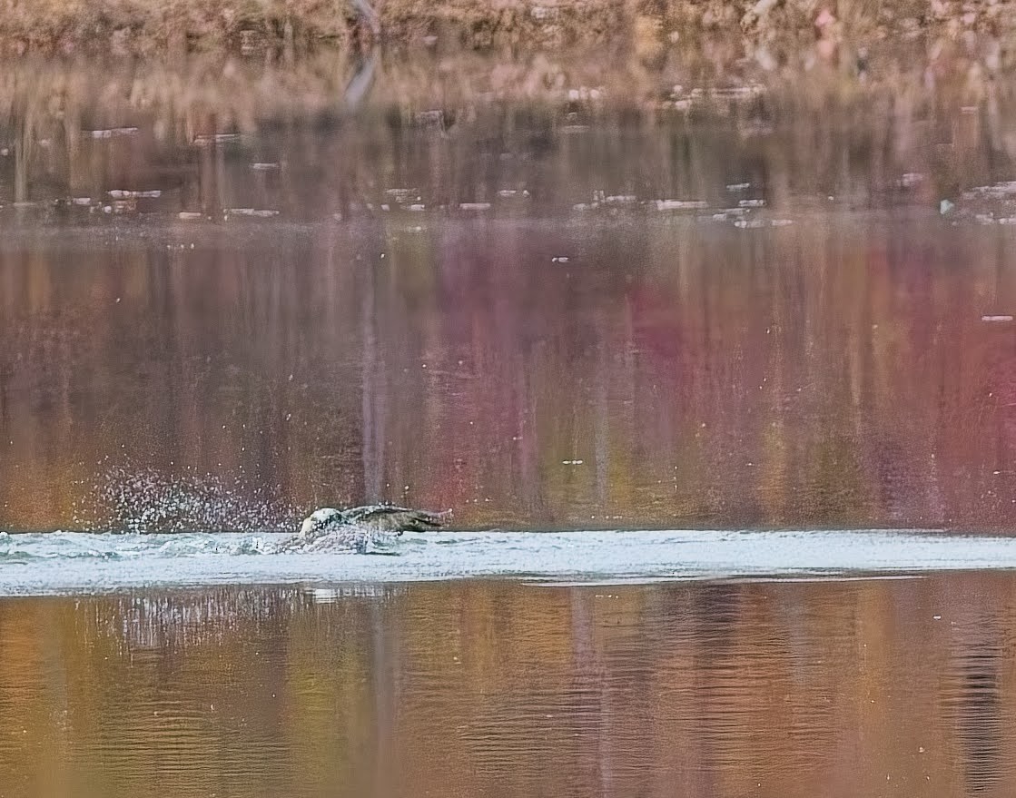 Osprey - ML645033872