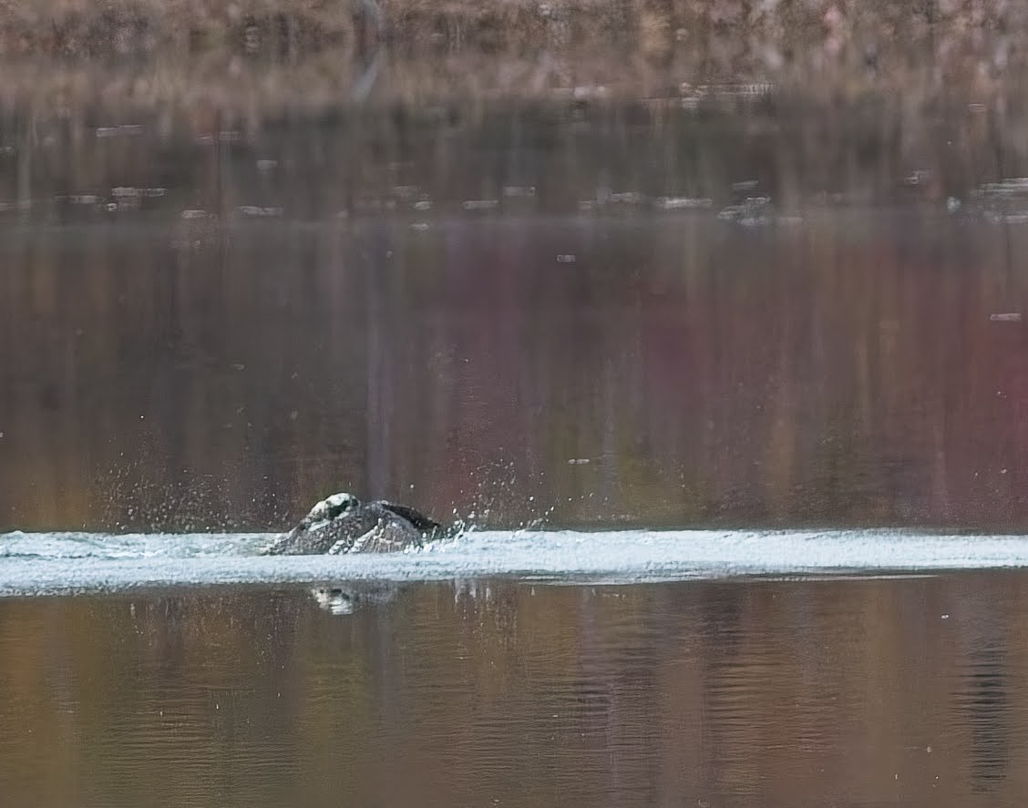 Osprey - ML645033873