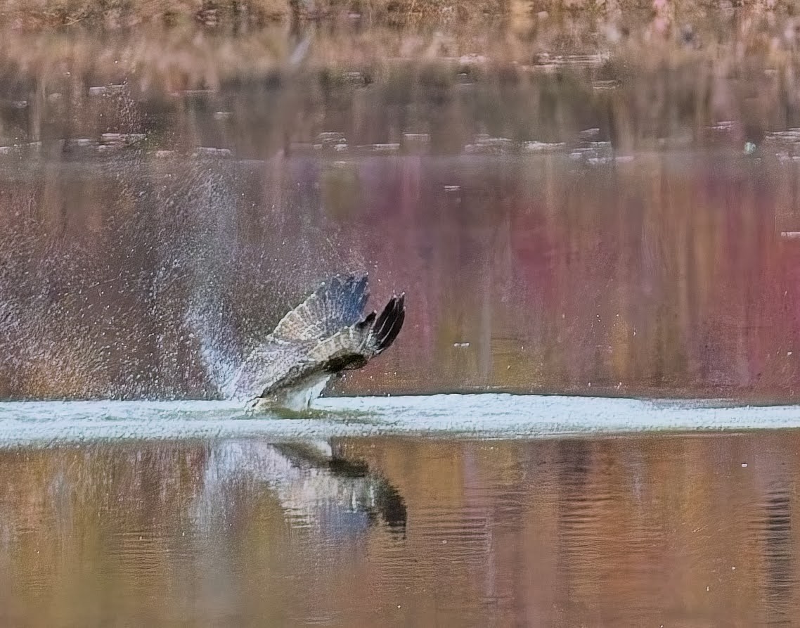 Osprey - ML645033874