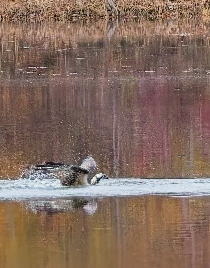 Osprey - ML645033875